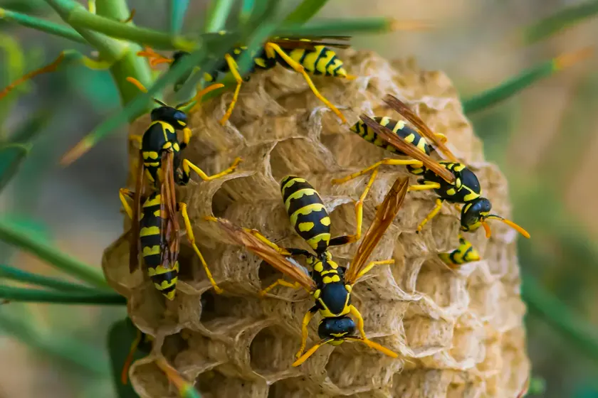 Avispa asiática (velutina): cómo identificarla y qué hacer